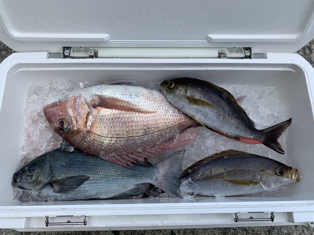 極寒のエサ釣り釣果 ﾟdﾟ ヨシノマリーナリゾート