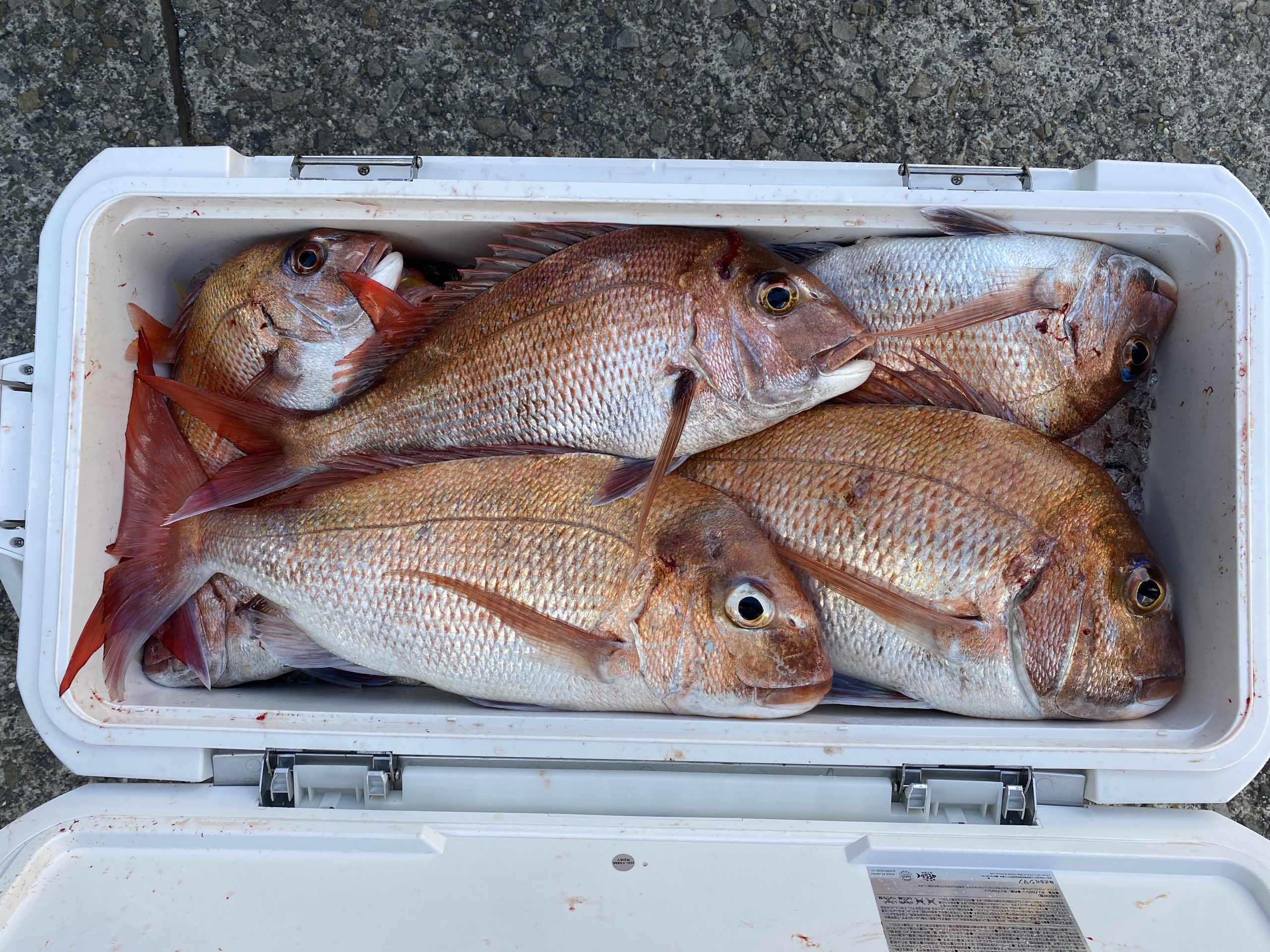 タイラバで沢山釣れてます。🎣 | ヨシノマリーナリゾート